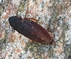 Planaphrodes