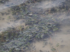 Halophila ovalis