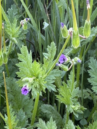 Shortfruit stork's bill (Erodium brachycarpum)
