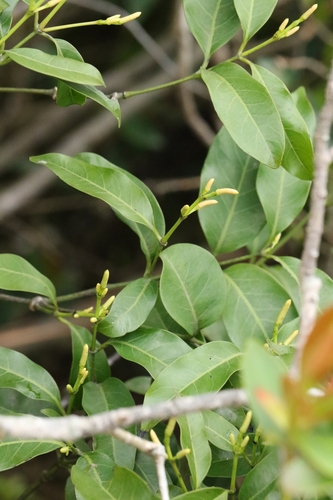 Gnetum parvifolium observed 2025-04-28