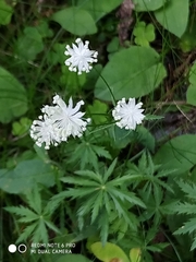 Astrantia minor