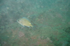 Chromis fumea