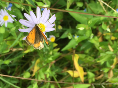 Lycaena dispar