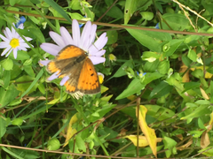 Lycaena dispar