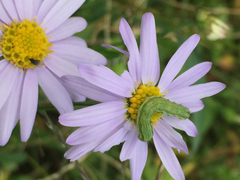 Lepidoptera