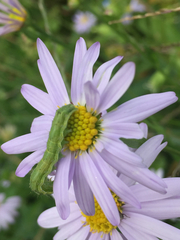 Lepidoptera