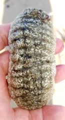 Holothuria scabra