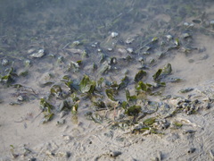 Halophila ovalis
