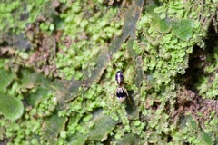 Emertonius exasperans