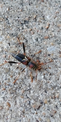 Neoclytus mucronatus