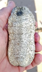 Holothuria scabra