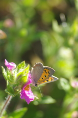 Lycaena phlaeas