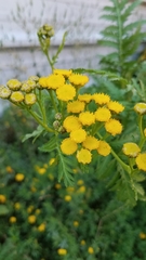 Tanacetum vulgare