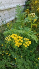 Tanacetum vulgare