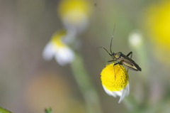 Calocoris nemoralis