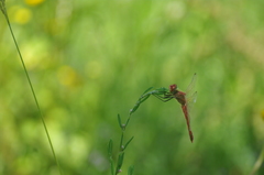Sympetrum fonscolombii