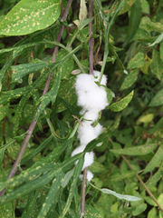 Rhopalomyia giraldii