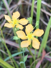 Hypericum denticulatum