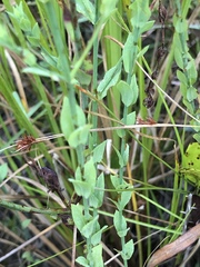 Hypericum denticulatum
