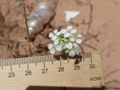 Dimorphocarpa wislizeni