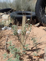 Dimorphocarpa wislizeni