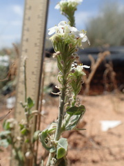 Dimorphocarpa wislizeni