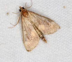 Ostrinia nubilalis