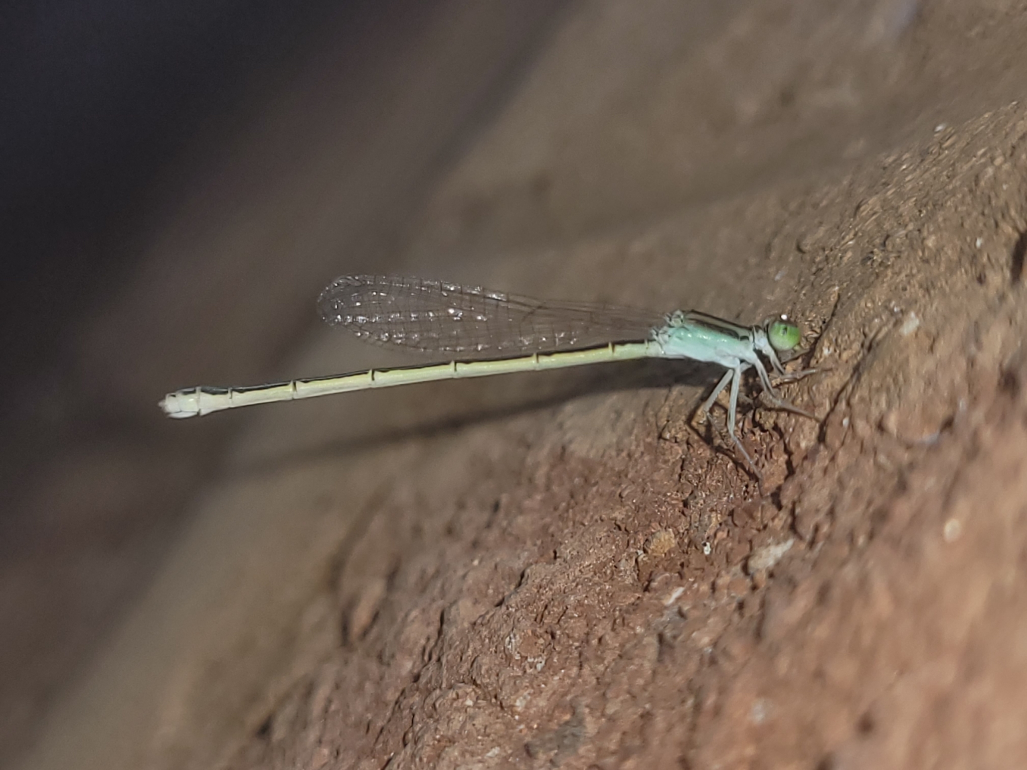 Golden Bluetail