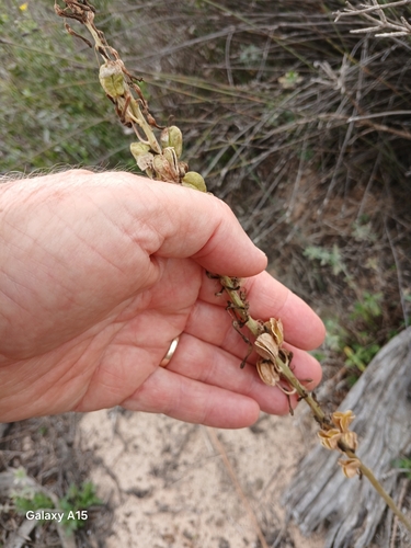 Image of Drimia elata by no rights reserved