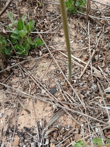 Image of Satin Squill by no rights reserved