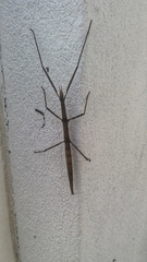 Clonopsis gallica