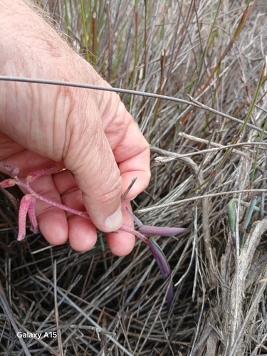 Image of Lachenalia punctata by no rights reserved
