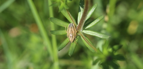 Aelia acuminata