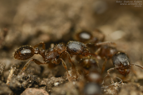 凶暴铺道蚁Tetramorium ferox