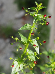 Scrophularia peregrina