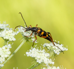 Strangalia attenuata