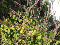 Achyranthes aspera sicula