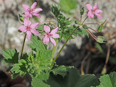 Erodium chium