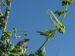 Erodium neuradifolium