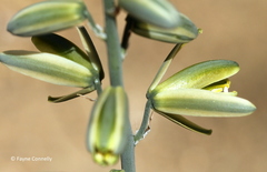 Albuca glauca