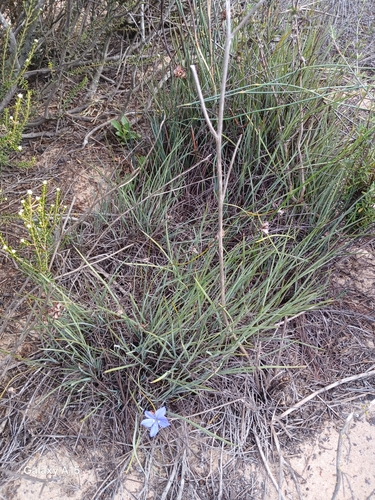 Aristea dichotoma (Aristea dichotoma)