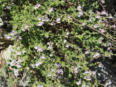 Chaenorhinum villosum