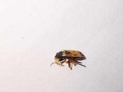Trapezonotus ullrichi
