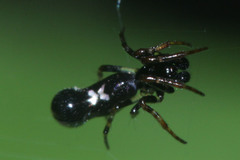 Cyclosa bulla