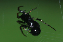 Cyclosa bulla
