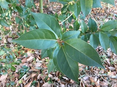 Ligustrum lucidum