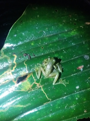 Sachatamia punctulata