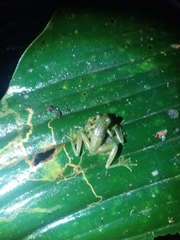 Centrolenidae