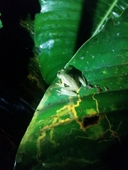 Centrolenidae