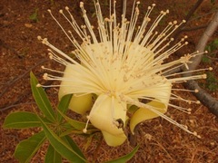Adansonia gregorii